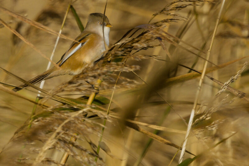 Panure à moustaches femelle